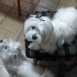 Luna y sus bebés